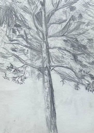 Pine in the Wind
