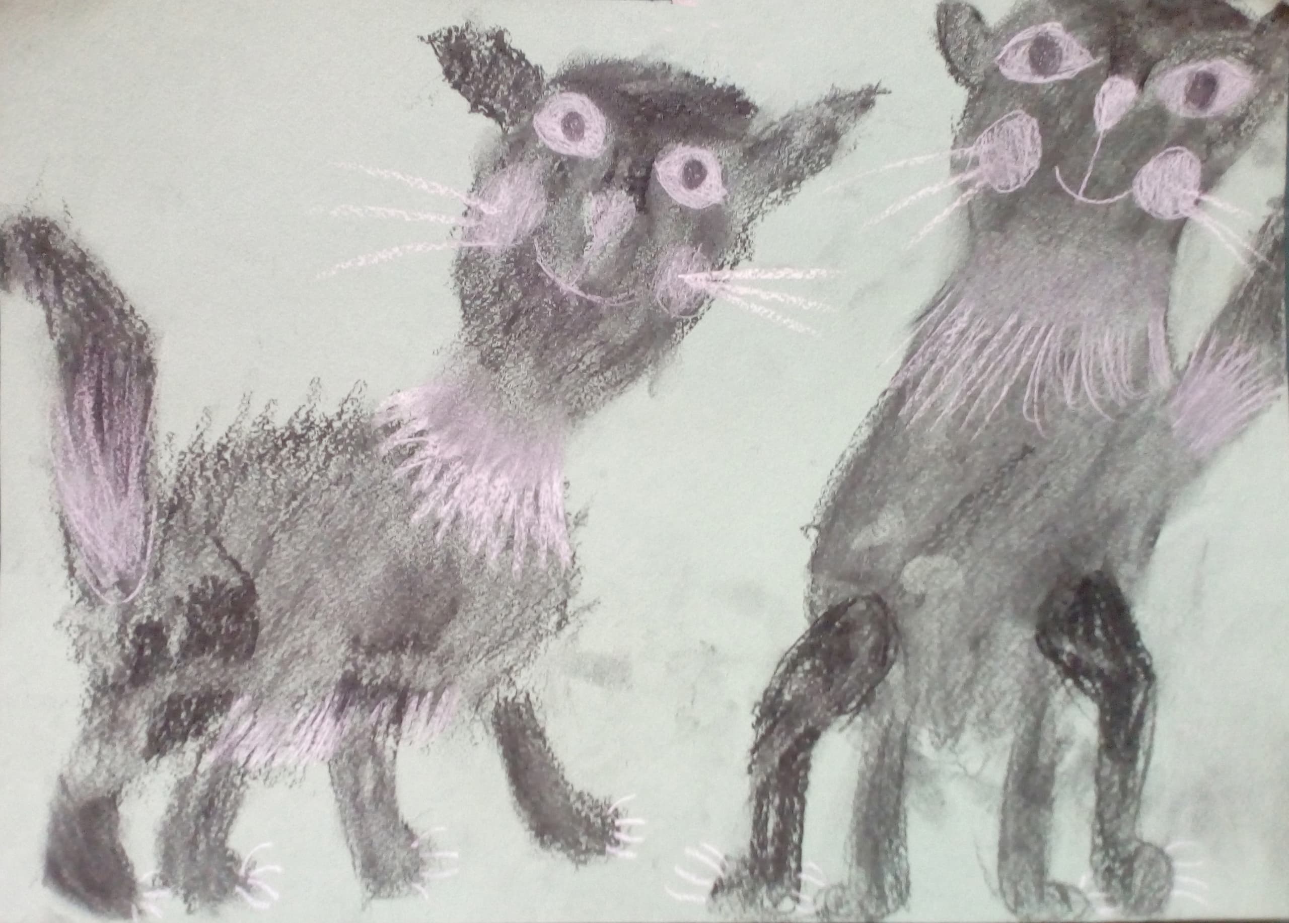 Cats